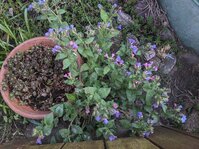 PXL_20250416_074648175.jpg PXL_20250416_074648175.jpg