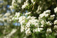 D81_2323.JPG D81_2323.JPG