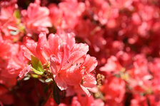 D81_2388.JPG D81_2388.JPG