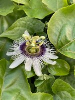 IMG_9950.jpeg IMG_9950.jpeg