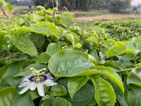 IMG_9954.jpeg IMG_9954.jpeg