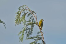 20250520_5226.jpg 20250520_5226.jpg