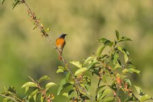 20250520_5235.jpg 20250520_5235.jpg