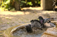 IMG_6215_01_skaliert.jpg IMG_6215_01_skaliert.jpg