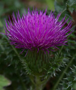 IMG_6375_01_skaliert.jpg IMG_6375_01_skaliert.jpg