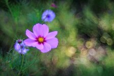 IMG_6326comp.jpg IMG_6326comp.jpg