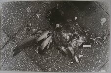 DSCF7740_crop_deadPigeon017.JPG DSCF7740_crop_deadPigeon017.JPG