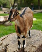 Ziege.jpg Ziege.jpg