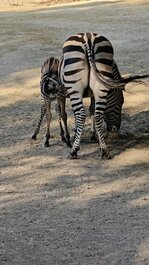 IMG20251002094853.jpg IMG20251002094853.jpg