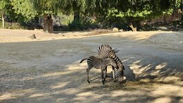 IMG20251002094653.jpg IMG20251002094653.jpg