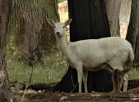 1760444296824.png 1760444296824.png