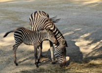 1760444904656.png 1760444904656.png