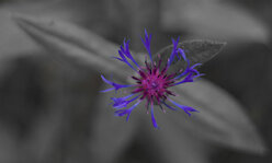 _MG_4446_01_entsaettigt.jpg _MG_4446_01_entsaettigt.jpg