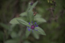 _MG_4446_skaliert.jpg _MG_4446_skaliert.jpg