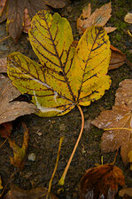 IMG_6575_01_skaliert.jpg IMG_6575_01_skaliert.jpg