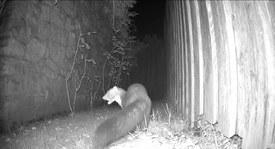 marder.2.ohne.rand.png marder.2.ohne.rand.png