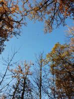 20181117_101203.jpg 20181117_101203.jpg