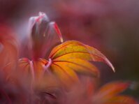 DSC01255_CSAjpg_kse.jpg DSC01255_CSAjpg_kse.jpg