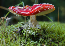 IMG_6607_01_skaliert.jpg IMG_6607_01_skaliert.jpg