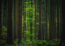 251102_Autumnal Bliss_006_Matt Rimkus.jpg