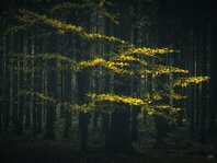 251102_Autumnal Bliss_007_Matt Rimkus.jpg