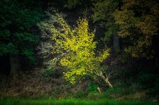 251102_Autumnal Bliss_008_Matt Rimkus.jpg