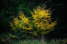 251102_Autumnal Bliss_014_Matt Rimkus.jpg
