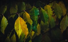 251102_Autumnal Bliss_015_Matt Rimkus.jpg