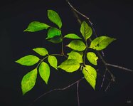 251102_Autumnal Bliss_016_Matt Rimkus.jpg