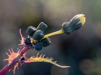 DSC04989_CSAjpg_kse.jpg DSC04989_CSAjpg_kse.jpg