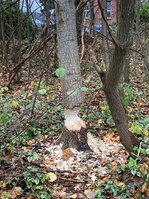 703E1915-F9FE-4C3D-AA8E-BF52F3FEE5F9.jpg 703E1915-F9FE-4C3D-AA8E-BF52F3FEE5F9.jpg