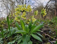 schluesselblume.jpg schluesselblume.jpg