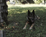 ben33-20260624_1522a.gif