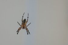 IMG_1045.jpeg IMG_1045.jpeg
