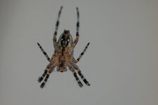 IMG_3414comp.jpg
