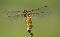 20130608_154521.jpg