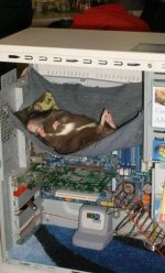 Ratte im PC.jpg