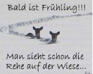 Rehe zu Ostern 2013.jpg