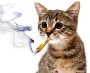 smoking-cat.jpg smoking-cat.jpg