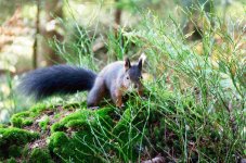 Hinterzarten_DSC_5595.jpg