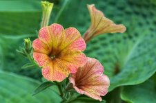 20150614_2799.jpg 20150614_2799.jpg