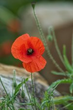 20150614_2774.jpg 20150614_2774.jpg