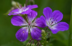 IMG_1192_edited.jpg IMG_1192_edited.jpg