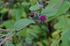 20150905_3683.jpg 20150905_3683.jpg