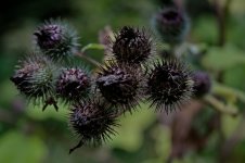 20150905_3647.jpg 20150905_3647.jpg