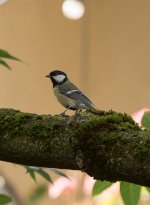 IMG_2067.jpg IMG_2067.jpg