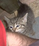 Katzenwäsche.jpg Katzenwäsche.jpg