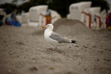 1A9Q6642web.jpg 1A9Q6642web.jpg