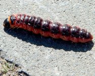 comp_IMG_3535kl.jpg comp_IMG_3535kl.jpg