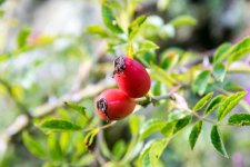 DSC_2005#.jpg DSC_2005#.jpg